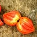 Ogorod   Crushed Heart () 10 