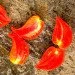 Ogorod   Crushed Heart () 10 