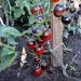 Ogorod   Kaleidoscopic Jewel ( ) 10 