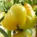 Ogorod   Lillian "s Yellow 10 
