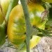 Ogorod   Lillian "s Yellow 10 