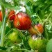 Ogorod   Lovely Lush ( ) 10 