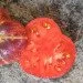 Ogorod   Lovely Lush ( ) 10 