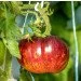 Ogorod   Lovely Lush ( ) 10 