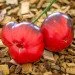 Ogorod   Lovely Lush ( ) 10 