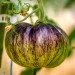 Ogorod   Lovely Lush ( ) 10 