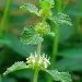 Ogorod    (Marrubium vulgare) 130 