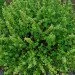 Ogorod    (Marrubium vulgare) 130 