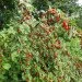 Ogorod    (Prunus tomentosa) 5 
