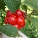 Ogorod    (Prunus tomentosa) 5 