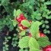 Ogorod    (Prunus tomentosa) 5 
