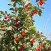 Ogorod    (Prunus tomentosa) 5 