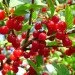 Ogorod    (Prunus tomentosa) 5 