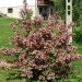 Ogorod    (Prunus tomentosa) 5 