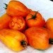 Ogorod   Yellow Fire ( ) 10 