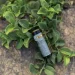 Olight ˳ Baton 4Fighter Pilot (0.0000.3077)
