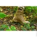  Pancer Protection   Cobra 925 Fury -  .38 (11642)