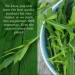   Parker Naturals    -     Wild Lettuce 120  (4384307431)
