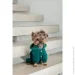 Pet Fashion  Berry XS   (4823082437580)