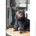  Pet Fashion  Black S (4823082435265)