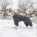  Pet Fashion COLD S2   (4823082426331)