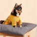  Pet Fashion Denis XS  (4823082434626)