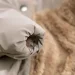 Pet Fashion  EGO  (4823082431427)