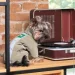Pet Fashion  EGO XS (4823082431380)