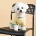 Pet Fashion  Endy XS2 (4823082434275)