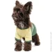 Pet Fashion  Endy XS2 (4823082434275)