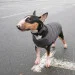  Pet Fashion E.Vest  2 (4823082424405)