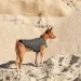  Pet Fashion E.Vest  2 (4823082424405)