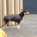  Pet Fashion E.Vest  2 (4823082424405)