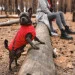  Pet Fashion E.Vest  2 (4823082424481)