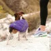  Pet Fashion E.Vest   (4823082424238)