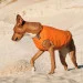  Pet Fashion E.Vest  L (4823082424337)