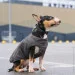  Pet Fashion E.Vest  XS-2 (4823082424368)
