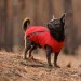  Pet Fashion E.Vest  XS-2 (4823082424443)