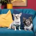 Pet Fashion  Flora         XS2 (4823082441518)