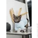  Pet Fashion  Fur S (4823082436057)
