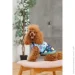 Pet Fashion  Grass XS (4823082435913)