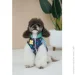 Pet Fashion  Grass XS (4823082435913)