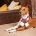    () Pet Fashion HAPPY M-XL (4823082423576)