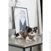 Pet Fashion  Hardy    (4823082437498)