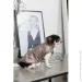 Pet Fashion  Hardy    (4823082437498)
