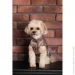 Pet Fashion  Hardy L   (4823082437443)