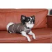 Pet Fashion  Hardy XL   (4823082437450)