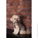 Pet Fashion  Hardy XL   (4823082437450)