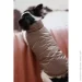 Pet Fashion  Hardy XL   (4823082437450)