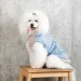  Pet Fashion Kris M (4823082434572)
